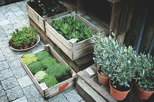 potted plant boxes of green leafed plants on grey pavement pot
